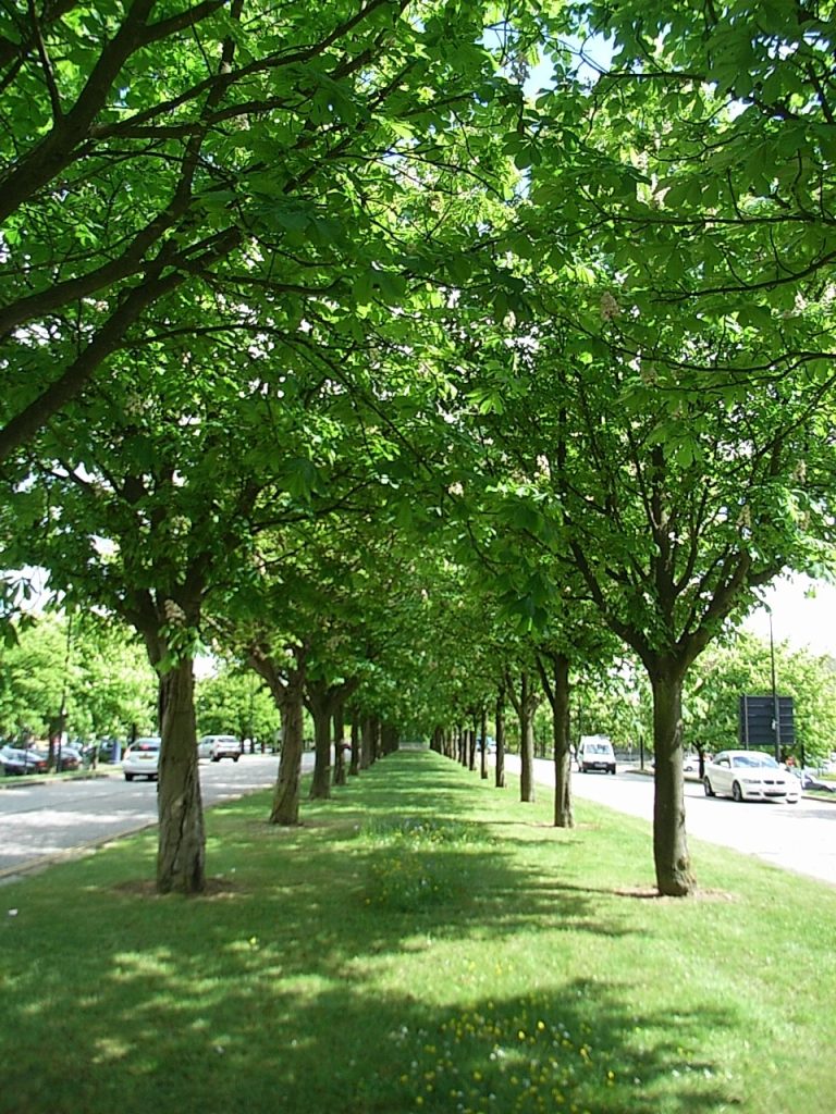 Parks Trust Announce Tree Maintenance Plans