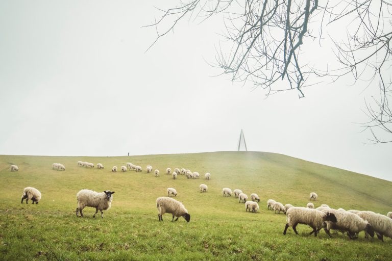 Dog Walkers: Beware of Sheep!