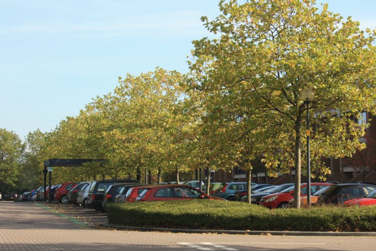 Trees Thinned on North Row