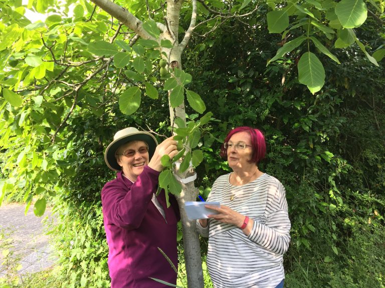 Discover the Value of Trees